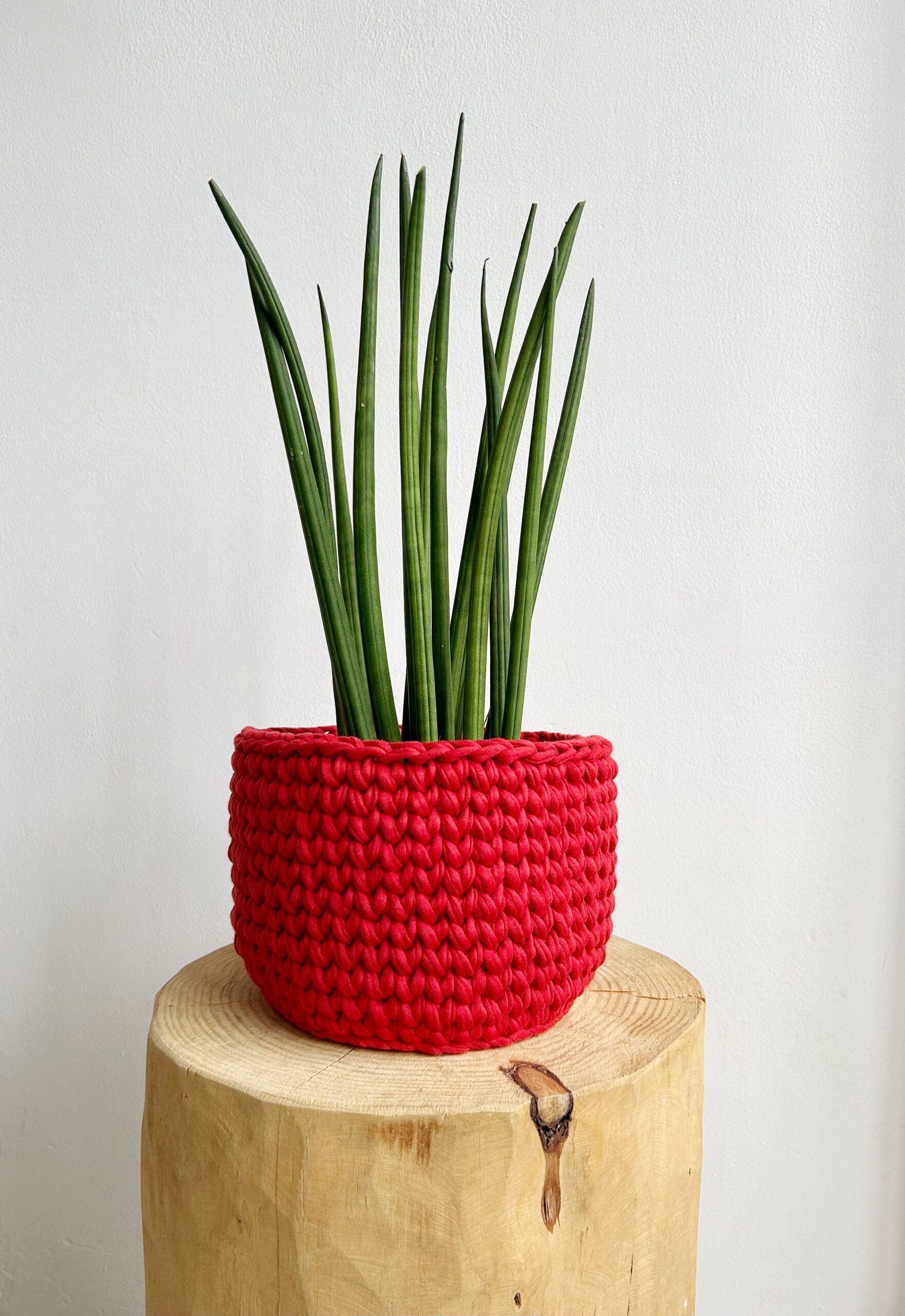 cesta roja con planta cesta roja con planta
