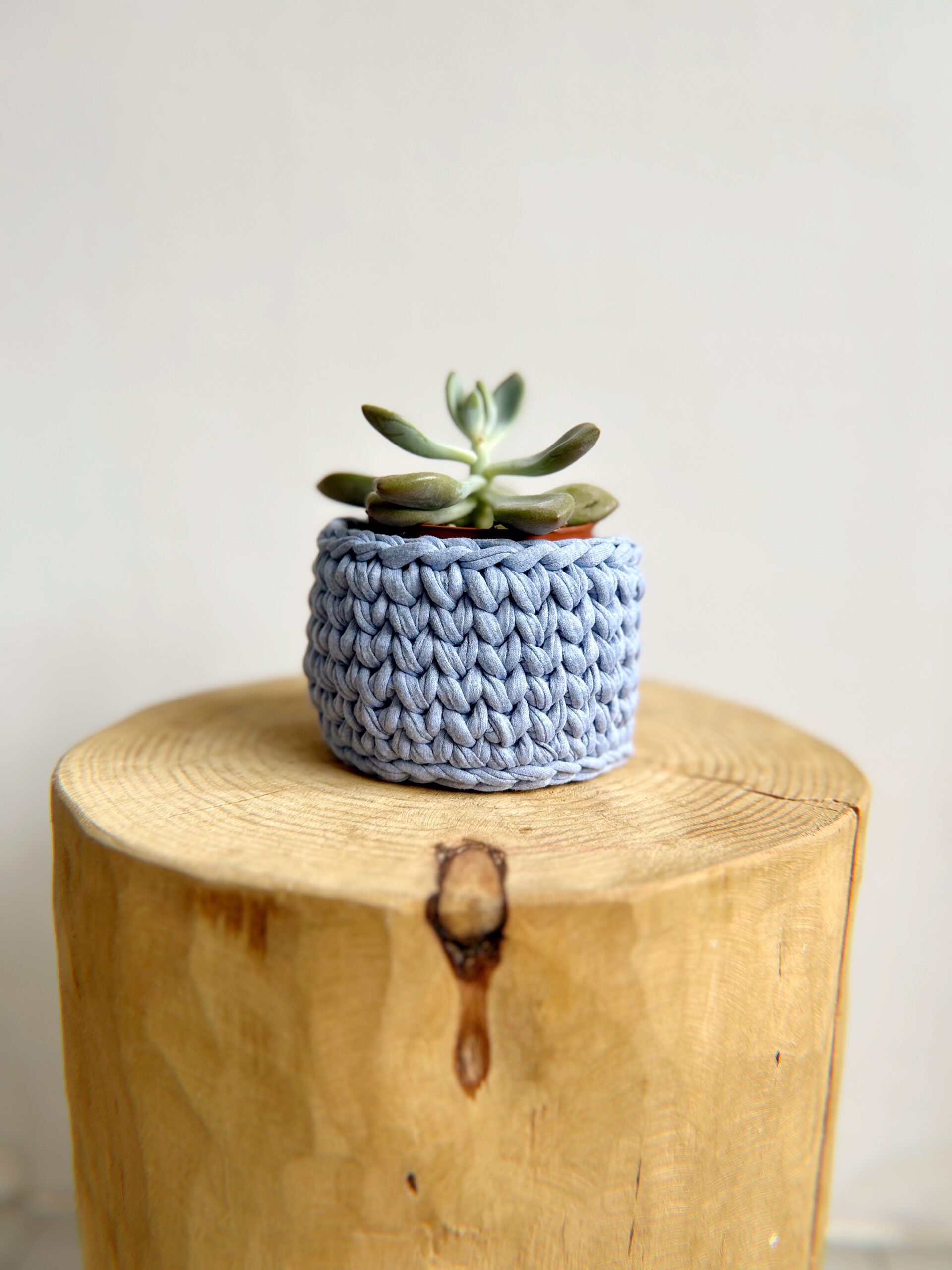 cesta pequeña con cactus